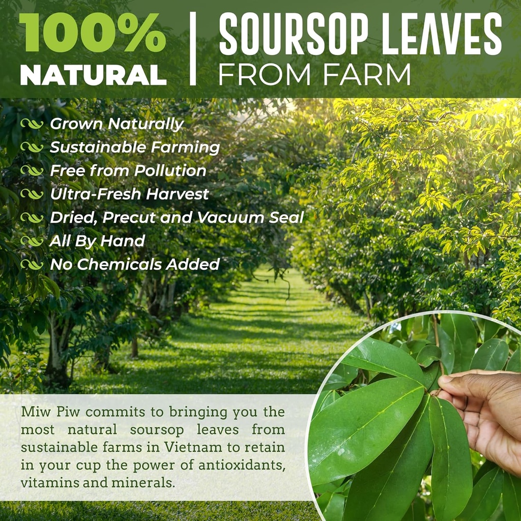 Soursop Graviola Dried Leaves Tea, 250+ Guanabana Leaves, No Gluten, Wildcrafted, Hoja Guanabana, Loose Leaf Herbal Tea, Precut, Relaxing, Good Sleep