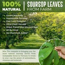 Soursop Graviola Tørrede blade Tea, 250 + Guanabana blade, No Gluten, Wildcrafted, Hoja Guanabana, Loose Leaf Urtete, Precut, Afslapning, God søvn