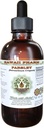 Persille Alkohol- Free Liquid Extract, Persille (Petroselinum Crispum) Root Glycerite Natural Herbal Supplement, Hawaii Pharm, USA 2 fl.oz