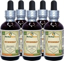 Boghvede (Polygonum Fagopyrum) Tinktur, Tørret Hulls Liquid Extract (Brand Name: HerbalTerra, Stolt Made in USA) 5x2 fl.oz (5x60 ml)