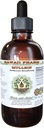 Mullein Alkohol- Free Liquid Extract, Organic Mullein (Verbascum densiflorum) Tørret blomst Glycerite Natural Herbal Supplement, Hawaii Pharm, USA 4 oz