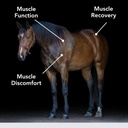 E-Se-Mag (20lb) for Muscle Function & Recovery in Horses