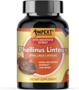 Phellinus linteus Mushroom Extract - Premium Quality, Kun Fruiting organer, Antioxidant, Immunity Booster, Leverstøtte, 90 Veg Caps.