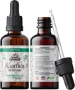 Plantain Tincture, Organic Plantain Extract (Plantago Major) Tørret løv sundhed supplement, non-GMO i Cold- presset økologisk vegetabilsk Glycerin 2 oz, 670 mg