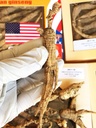8OZ = 227g / Box American Wild Ginseng 15 ~ 20 År, Wisconsin hele Ginseng Root håndplukket 124; og & lt; i & gt; & gt; & gt; & gt; & gt; & gt; & gt; & gt; & gt; & gt; & gt; & gt; & gt; & gt; & gt; & gt; & gt; & gt; & gt; & gt; & gt; & gt; & gt; & gt; & gt; & gt; & gt; & gt; & gt; & gt; & gt; & gt; & gt; & gt; & gt; & gt; & gt; & lt; & gt; & gt; & gt; & gt; & gt; & gt; & gt; & gt; & gt; & gt; & gt; & gt; & gt; & gt; & gt; & gt; & gt; & gt; & gt; & gt; & gt; & & & & gt; & gt; & gt; & gt; & gt; & & gt; & gt; & gt; & gt; & gt; & gt; &